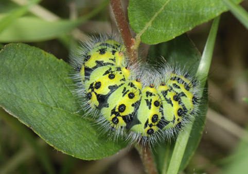 Pavonia pavonia