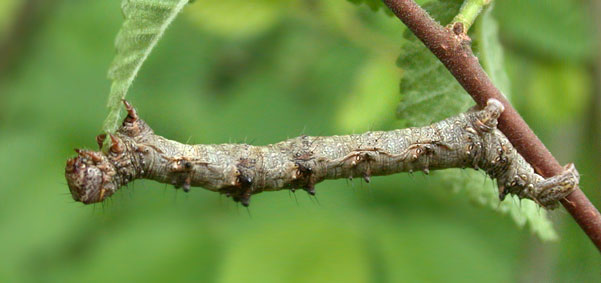 chenille Apocheima