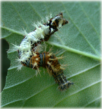 chenille Polygonia c-album