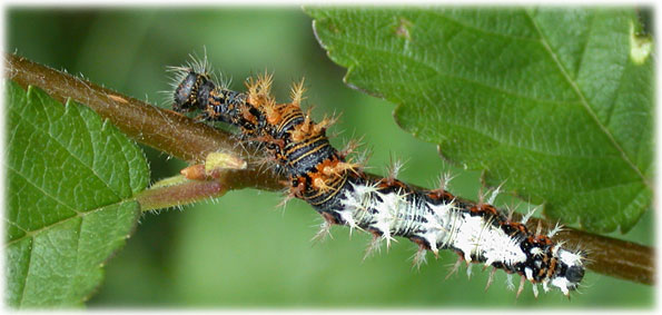 chenille Polygonia c-album