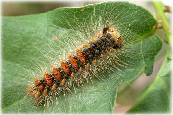 chenille Porthetria dispar