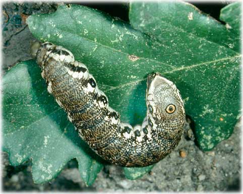 Chenille Proserpinus proserpina 