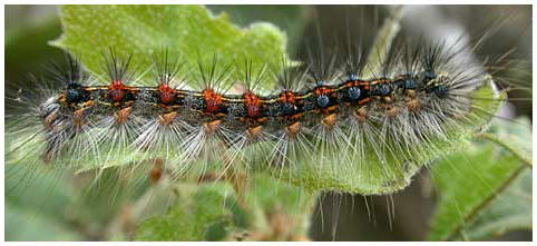 chenille Porthetria dispar