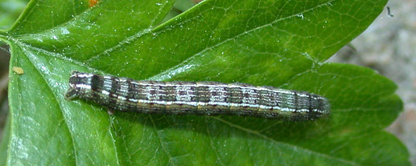 chenille Theria primaria