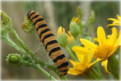 chenille-tyria-jacobaeae