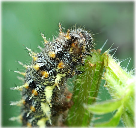 Vanessa atalanta, La chenille