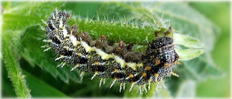 chenille vanessa atalanta