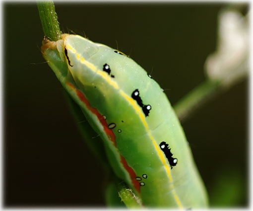 chenille Xylena exsoleta 