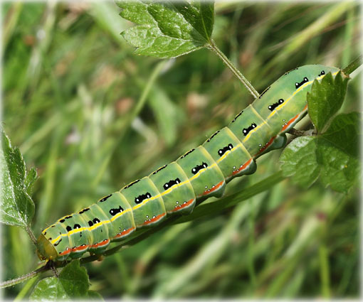 chenille Xylena exsoleta 