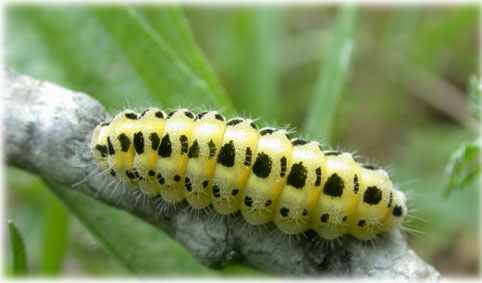 chenilles Zygaena transalpina