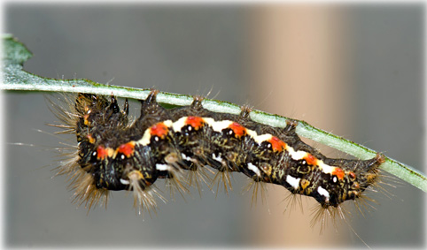 chenille acronicta rumicis