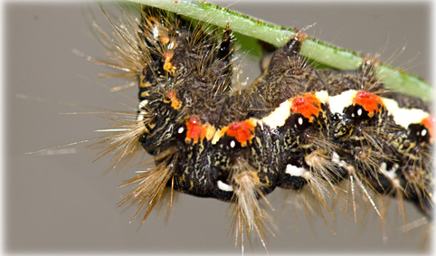 chenille acronicta rumicis