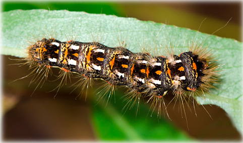 chenille acronicta rumicis