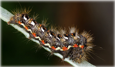 chenille acronicta rumicis