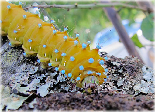 chenille saturnia pyri