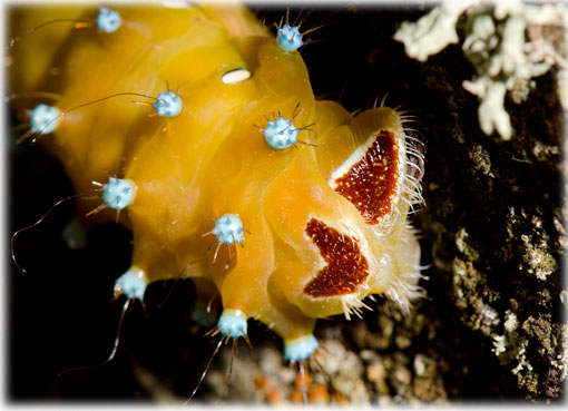 chenille saturnia pyri