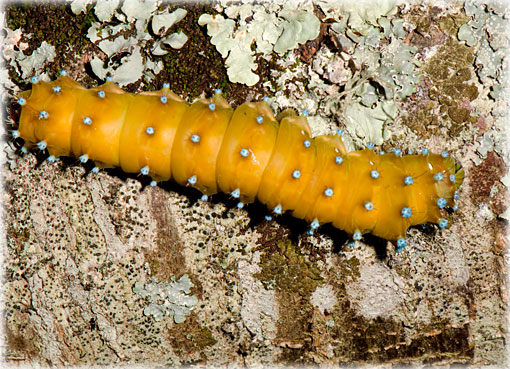 chenille saturnia pyri