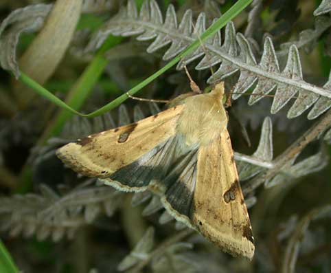 Chloridea peltigera