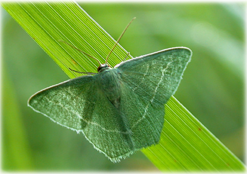 Chlorissa viridata