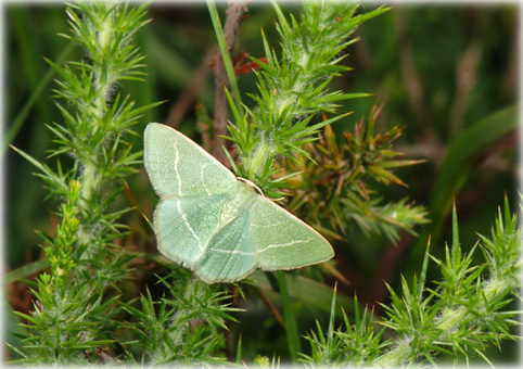 Chlorissa viridata