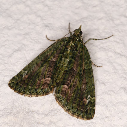 Chloroclysta siterata