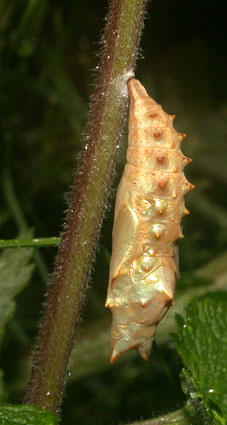 Papillon chrysalide