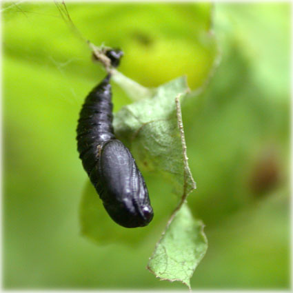 Chrysalide