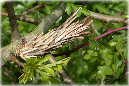 chrysalidePsychidae