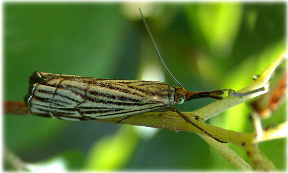 Chrysocrambus_linetella