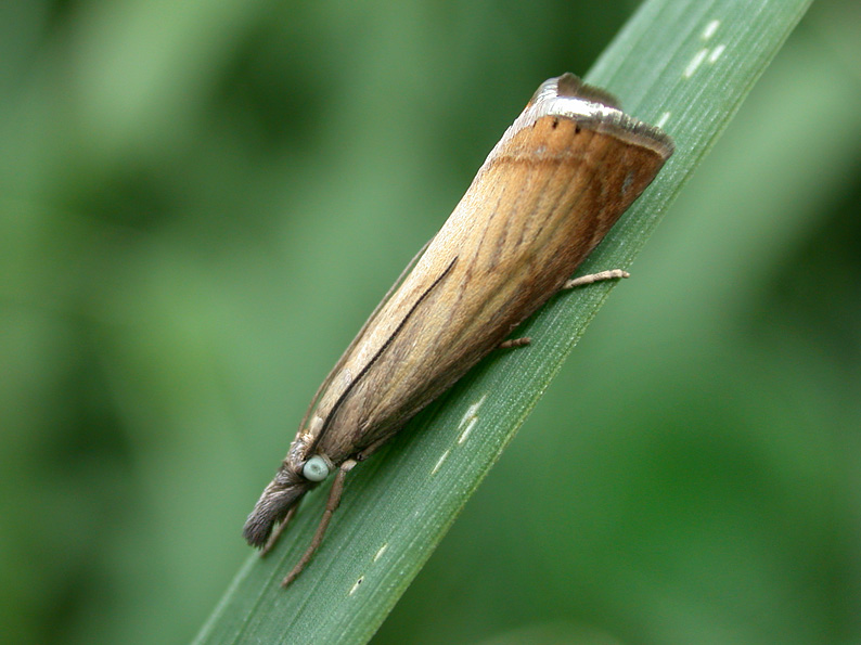 Chrysoteuchia culmella