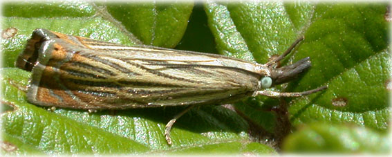 Chrysoteuchia culmella