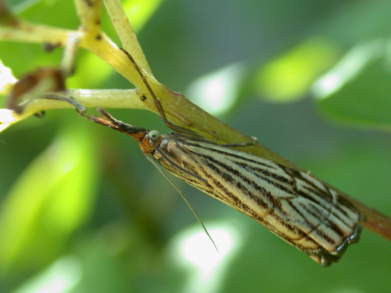 Chrysoteuchia linetella