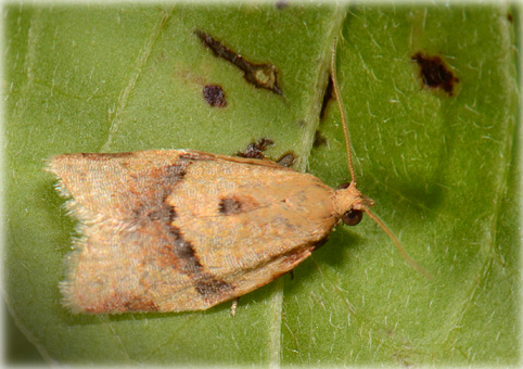 Clepsis consimilana