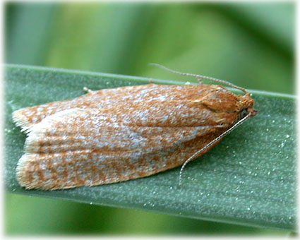 clepsis-consimilana