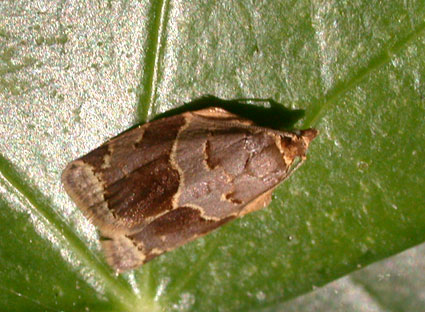 clepsis dumicolana