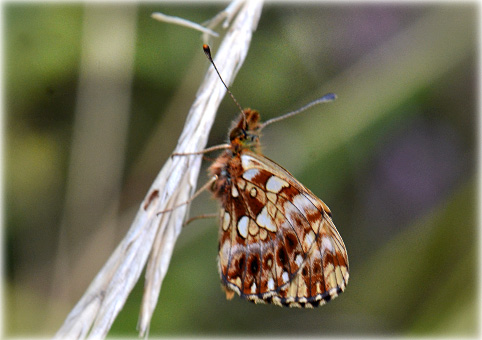 Issoria lathonia