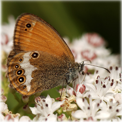 Coenonympha arcania