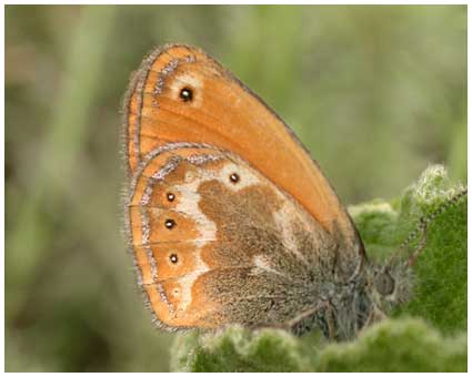 Coenonympha corinna