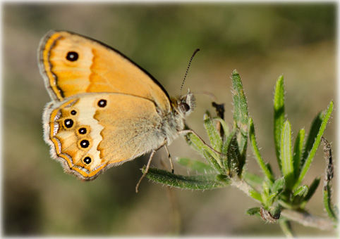 Coenonympha dorus