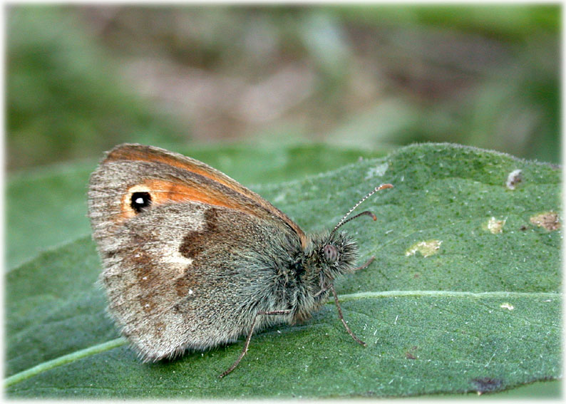 Coenonympha pamphilus