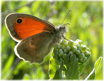 Coenonympha pamphilus