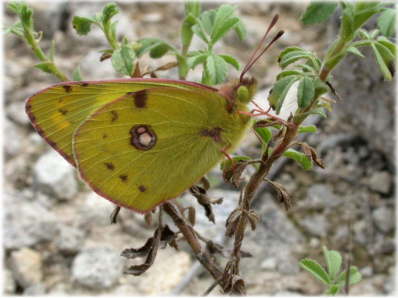 Colias