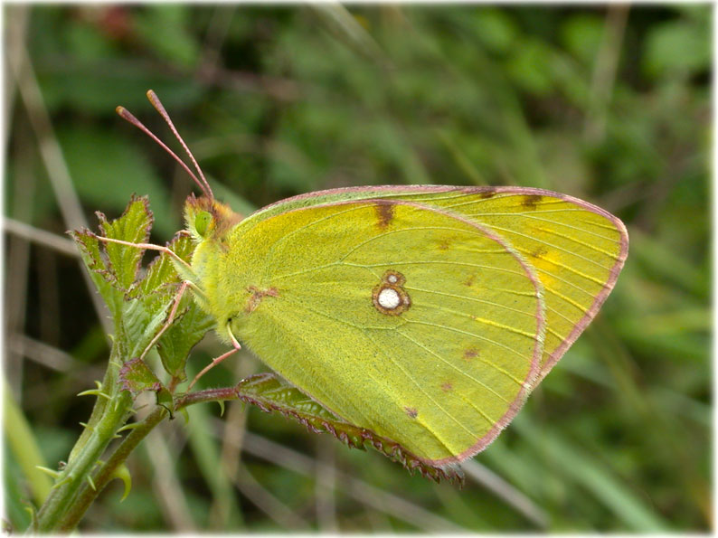 Colias alfacariensis