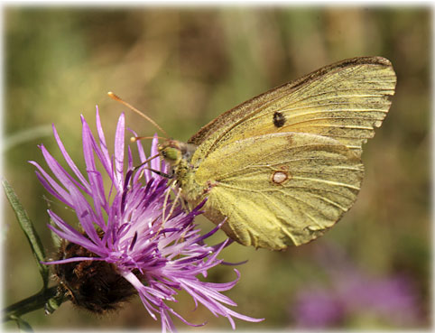 Colias