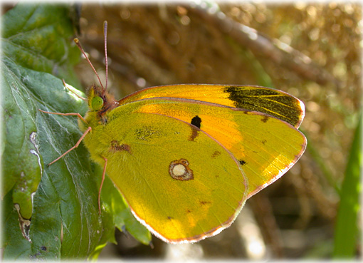 colias crocea