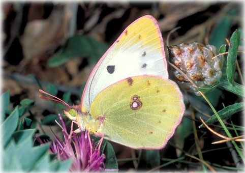 Colias