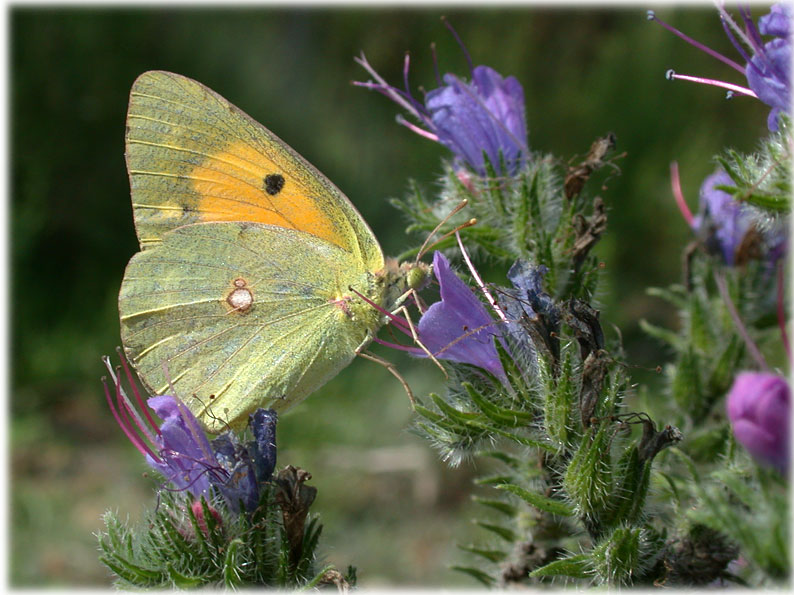 Colias