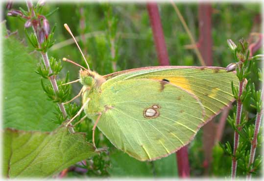 Colias