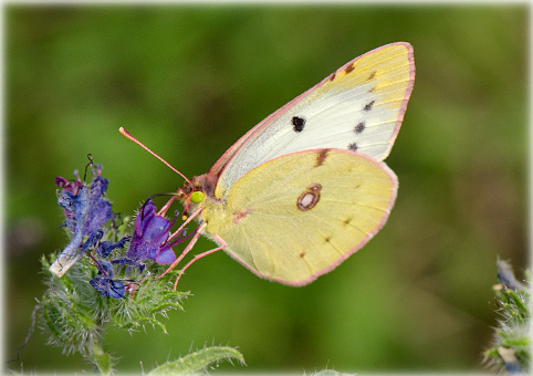 Colias alfacariensis 