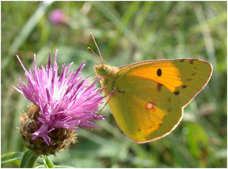 Colias